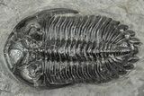 Detailed Hollardops Trilobite Fossil - Ofaten, Morocco #346536-1